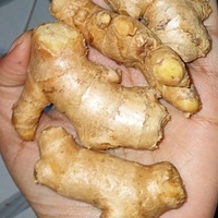 Gingerrrr