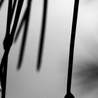 shinning brightest in the shadow