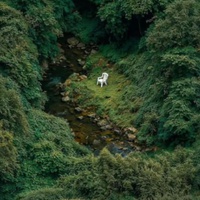 The White Chair.