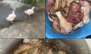 Dear Chicken, Beware of Christmas